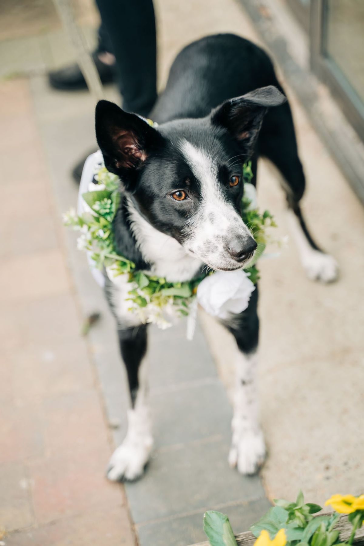 Kings Pet Services-Image-9