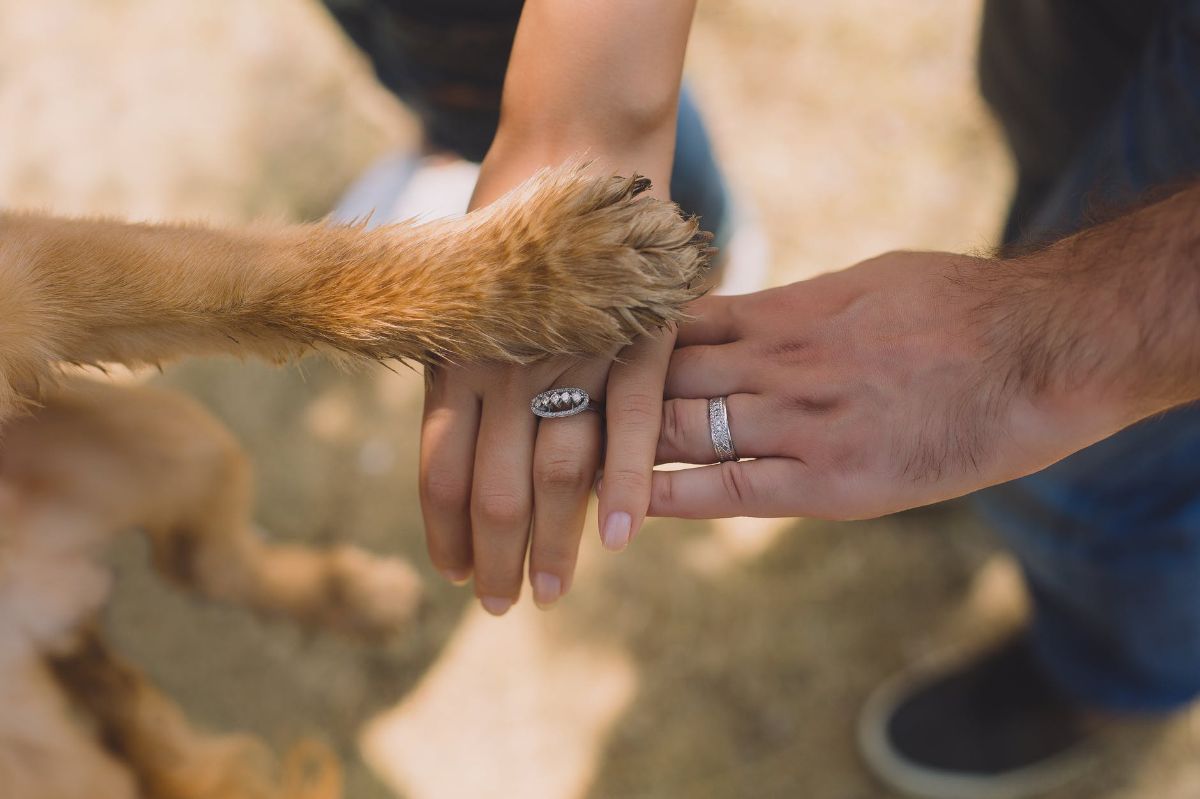 Kings Pet Services-Image-19