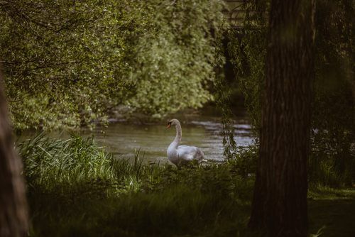 Gallery Item 13 for The Old Mill