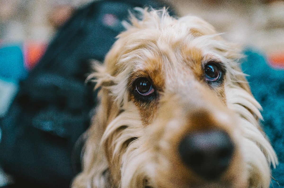 Gallery Item 104 for The Priory Barn and Cottages