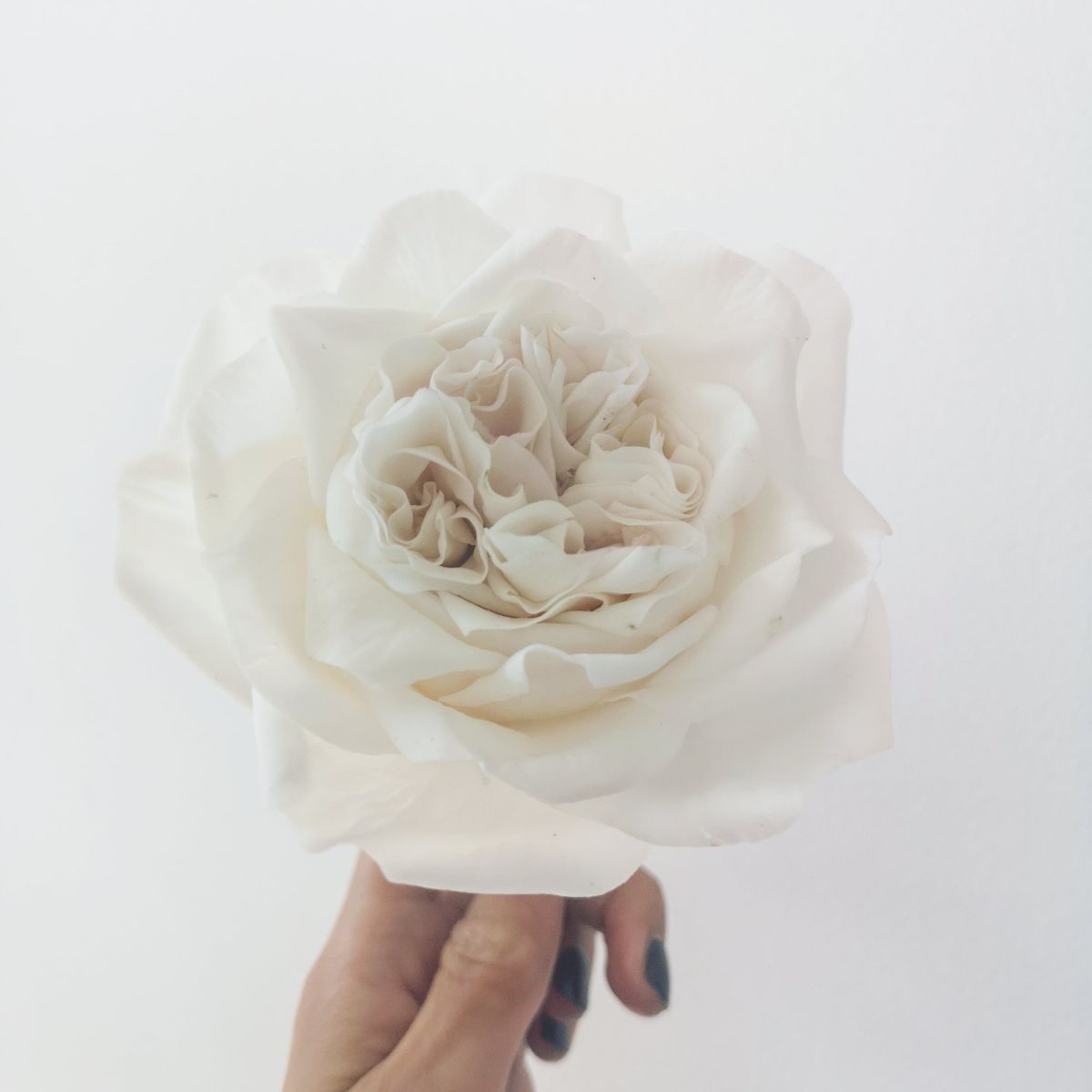 Pretty Petal Cake Co -Image-33