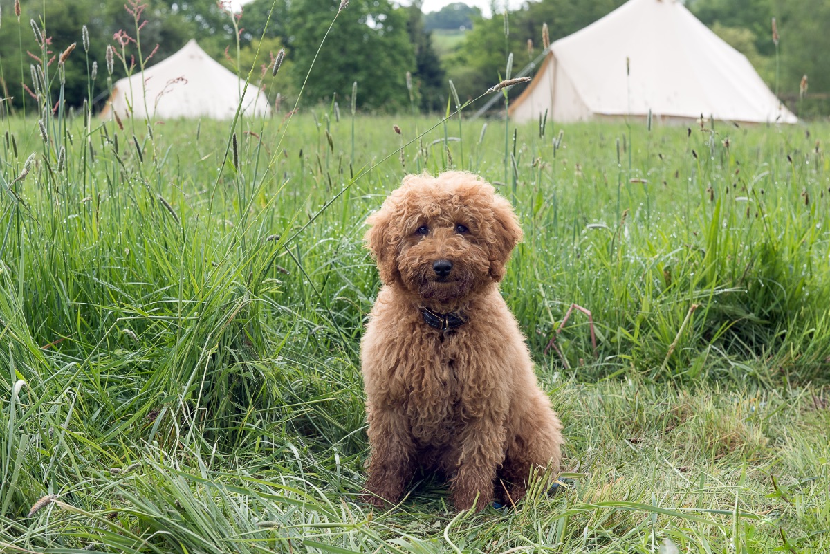 The Glamping Group-Image-21
