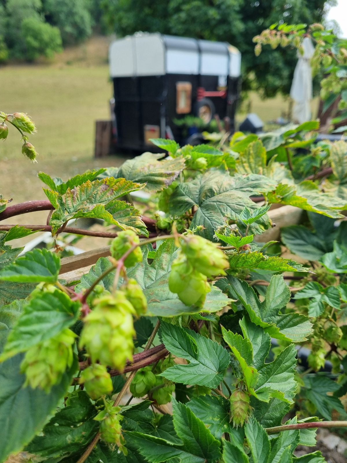 Traditional Beer Cellar Craft-Image-5