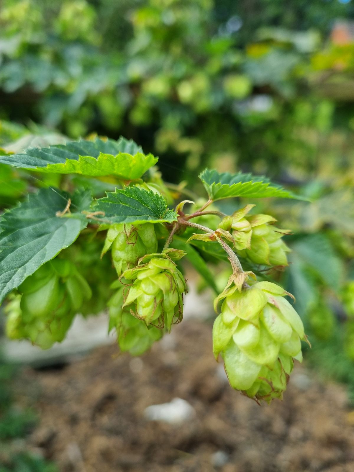 Traditional Beer Cellar Craft-Image-4