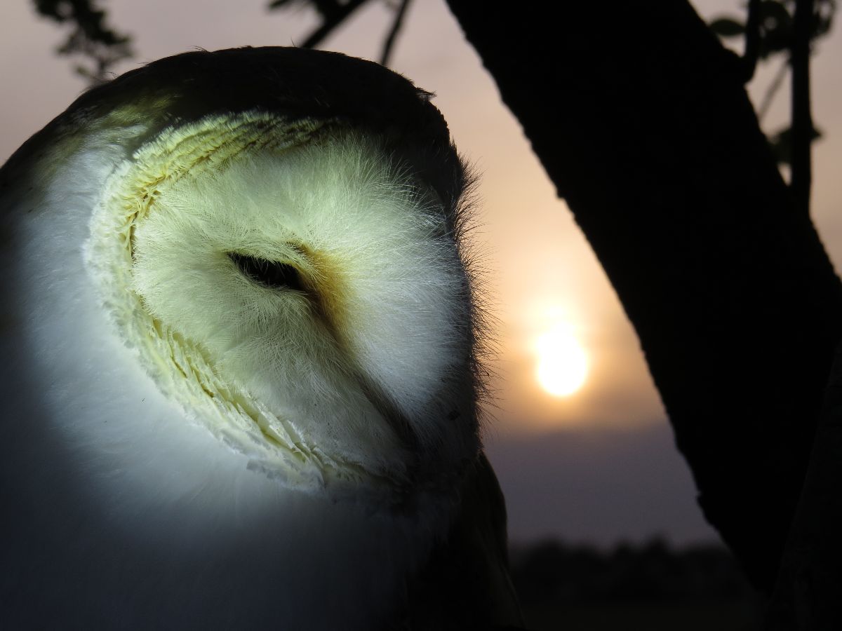 Fab Falconry-Image-30