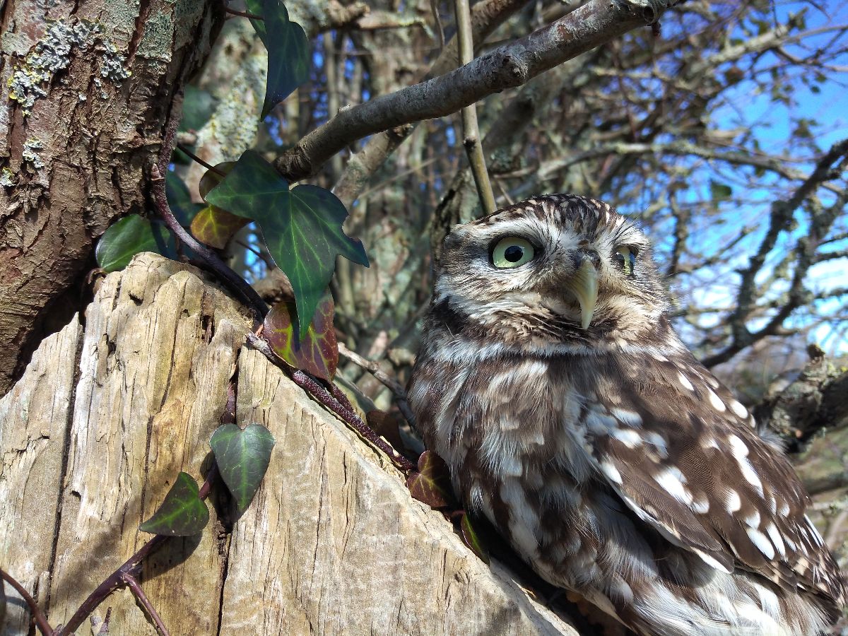 Fab Falconry-Image-7