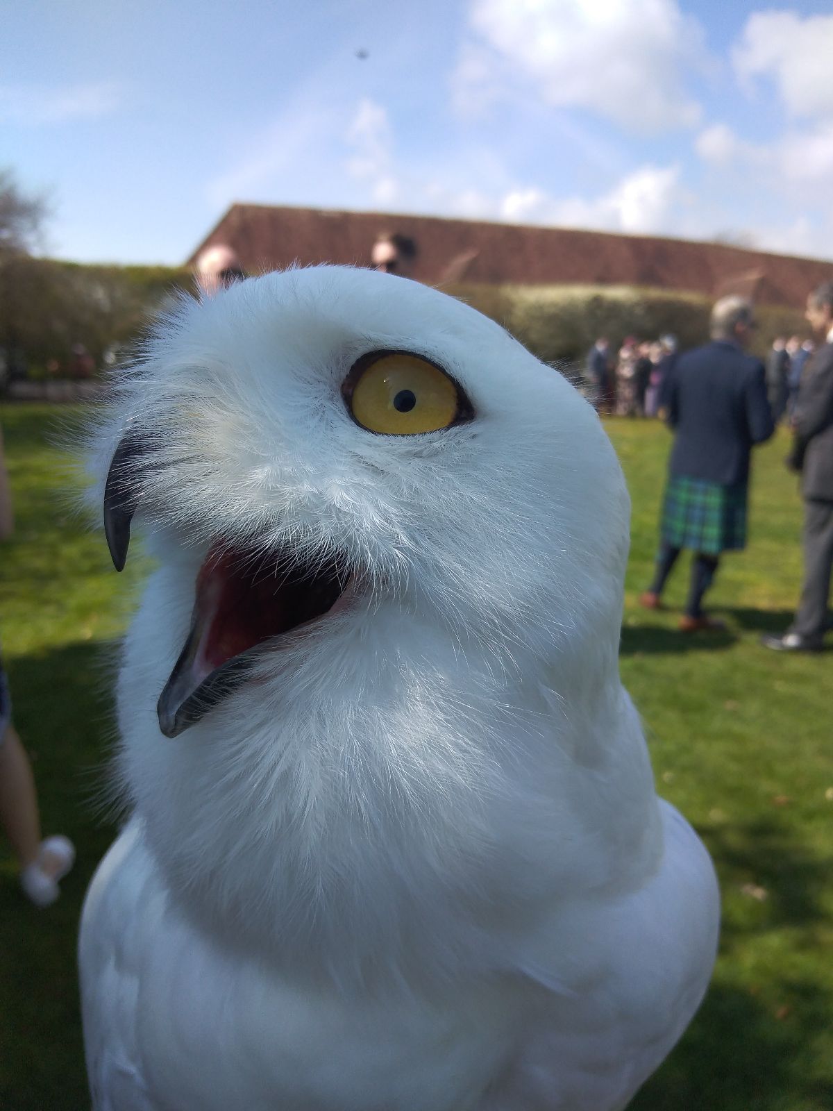 Fab Falconry-Image-1