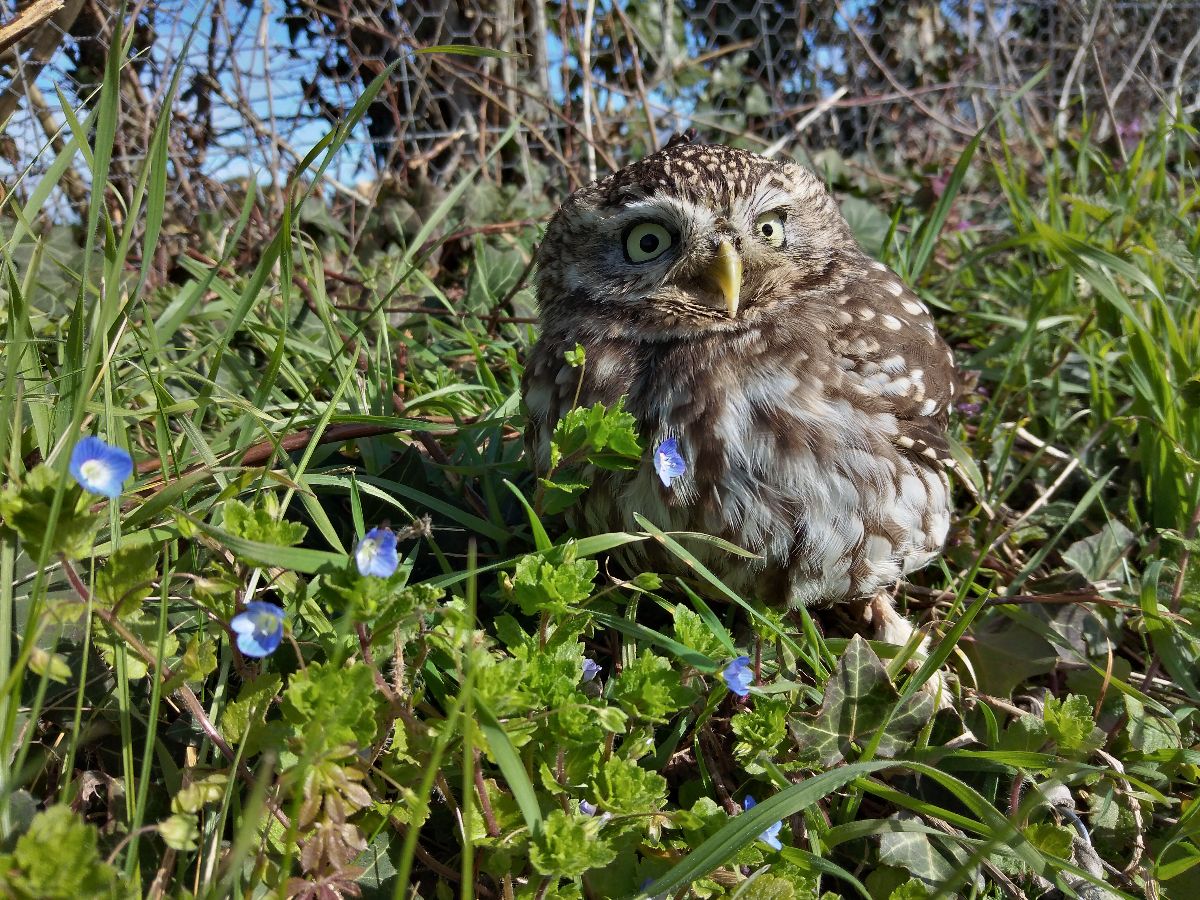 Fab Falconry-Image-6