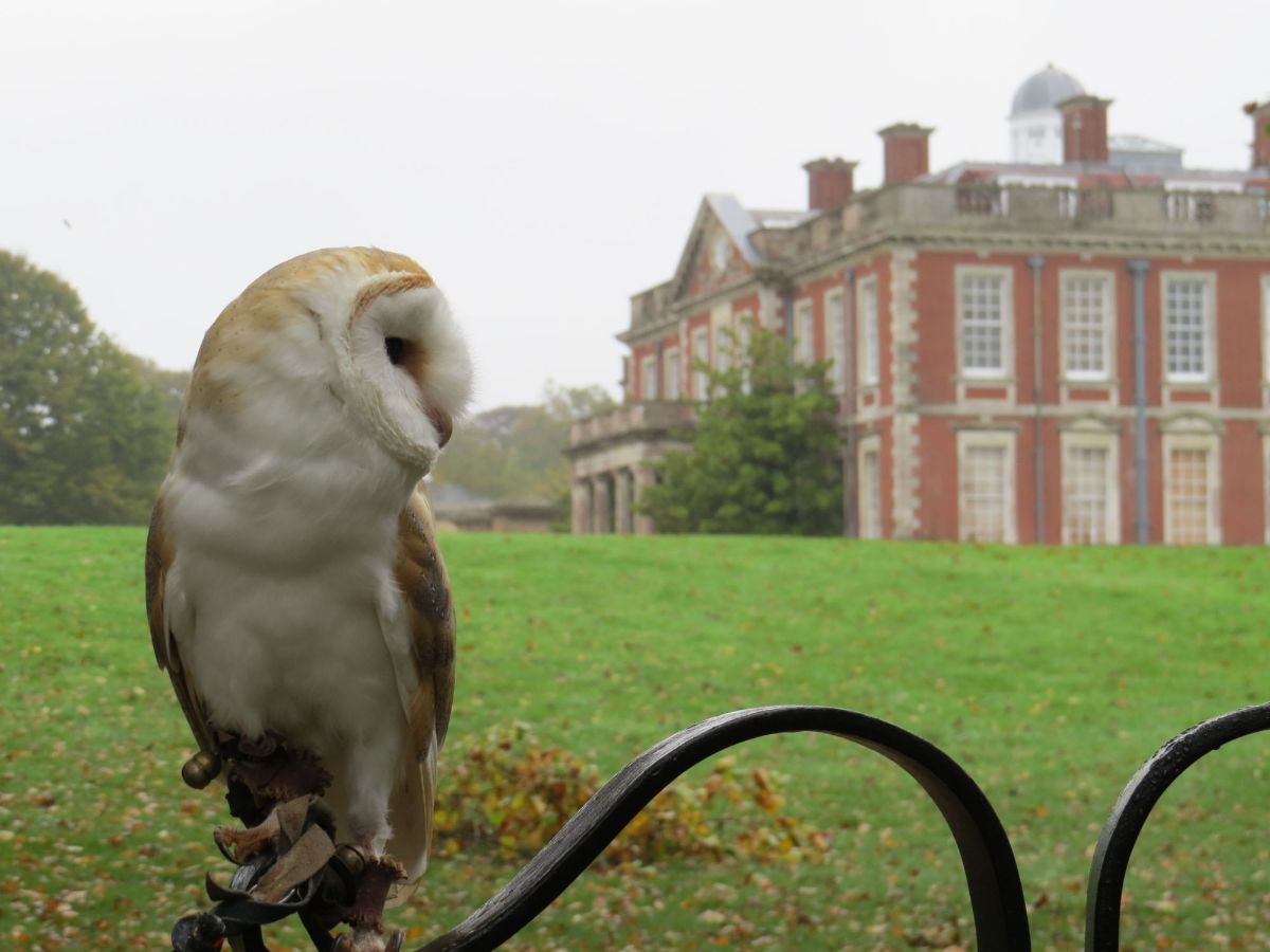 Fab Falconry-Image-28