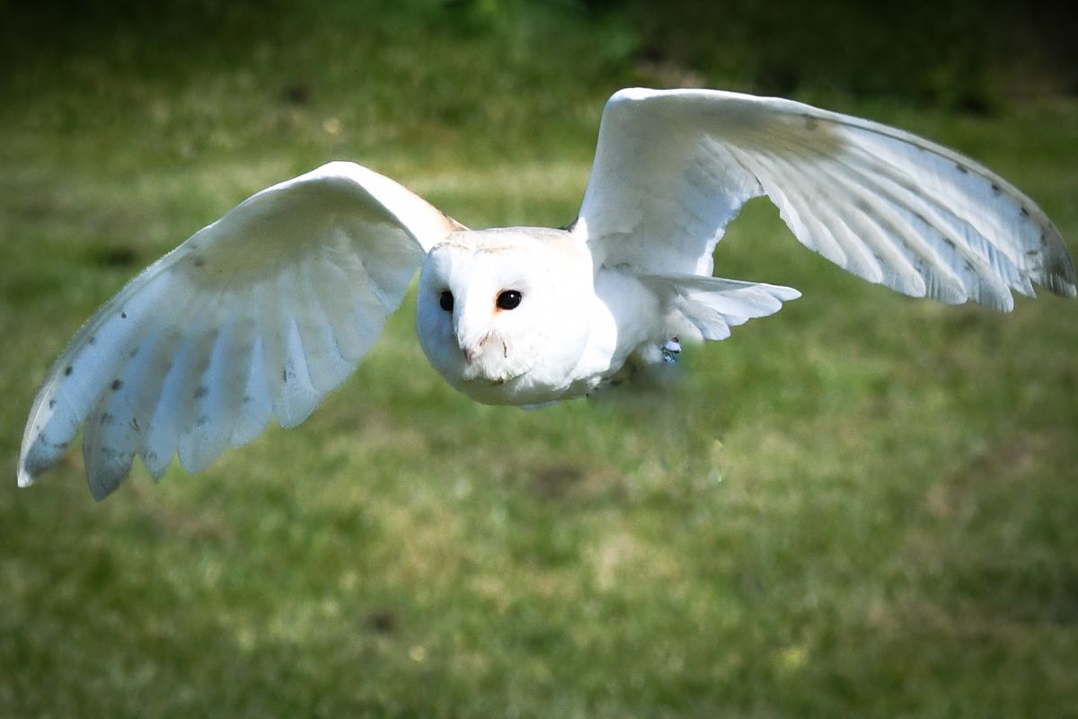 Fab Falconry-Image-18