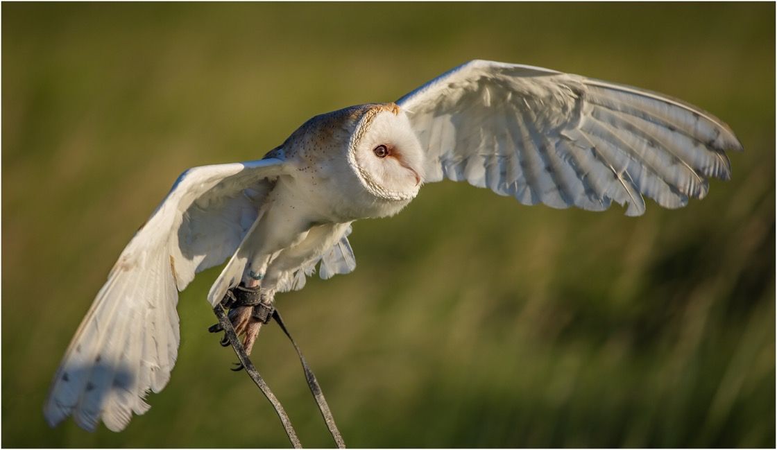 Fab Falconry-Image-32