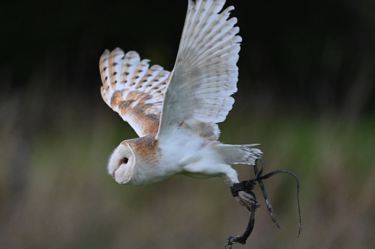 Fab Falconry-Image-35