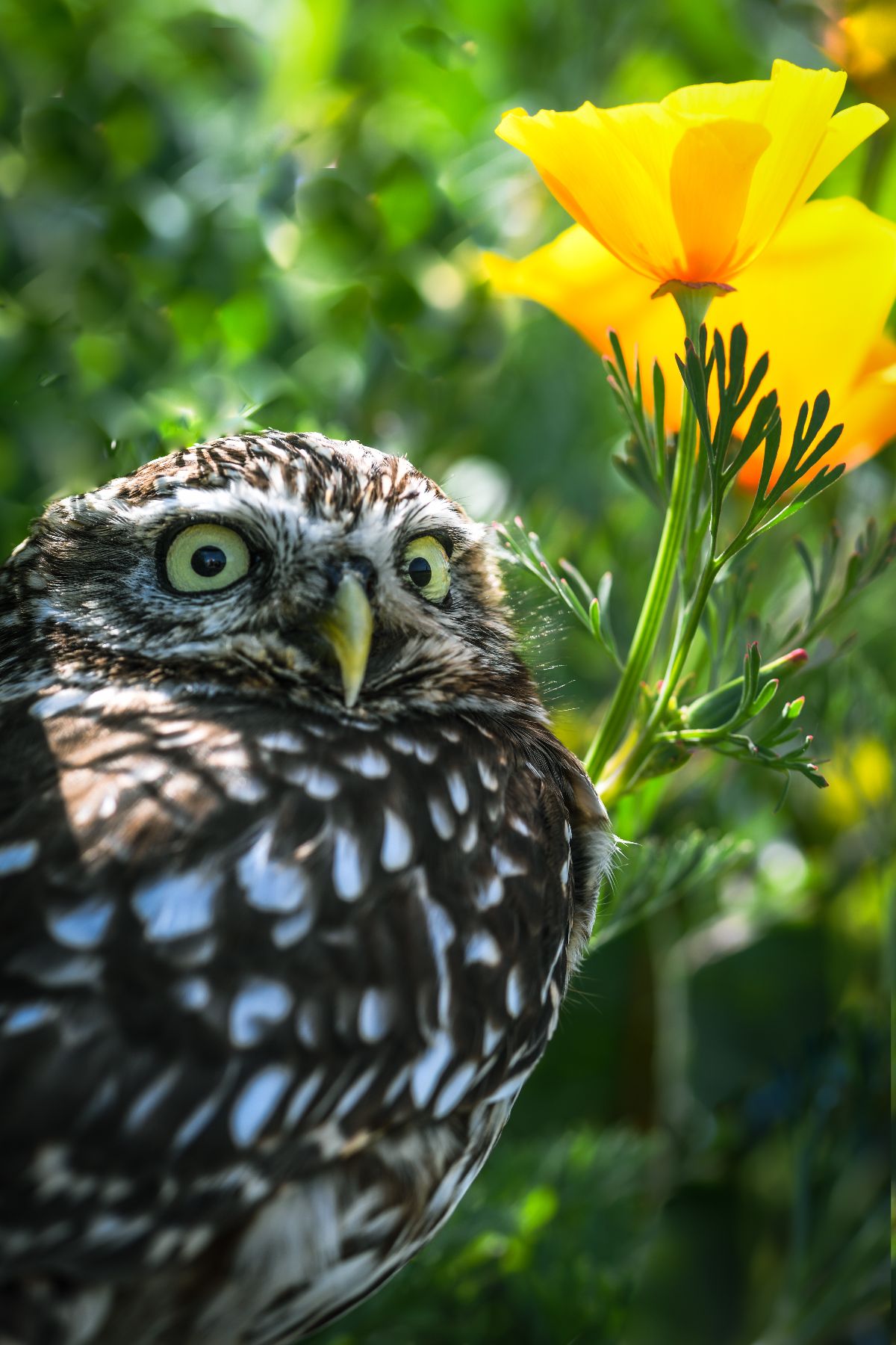 Fab Falconry-Image-17