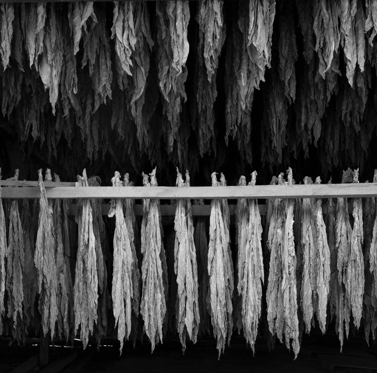 Featherstone cigar company Ltd -Image-30