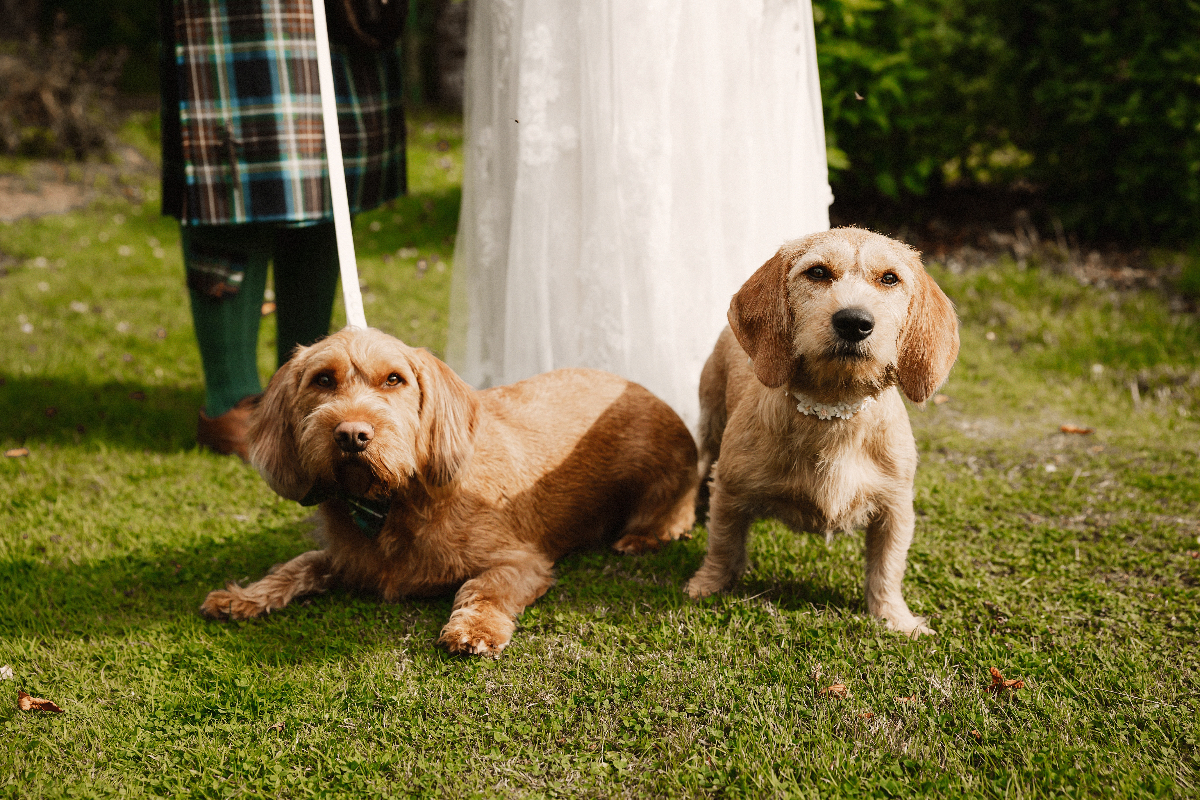 Hounds & Heritage Weddings-Image-4