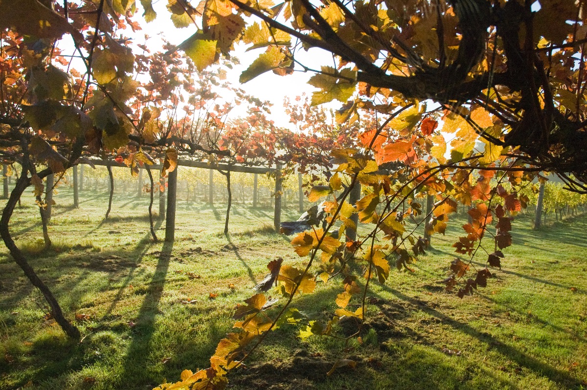 Gallery Item 25 for Highdown Vineyard