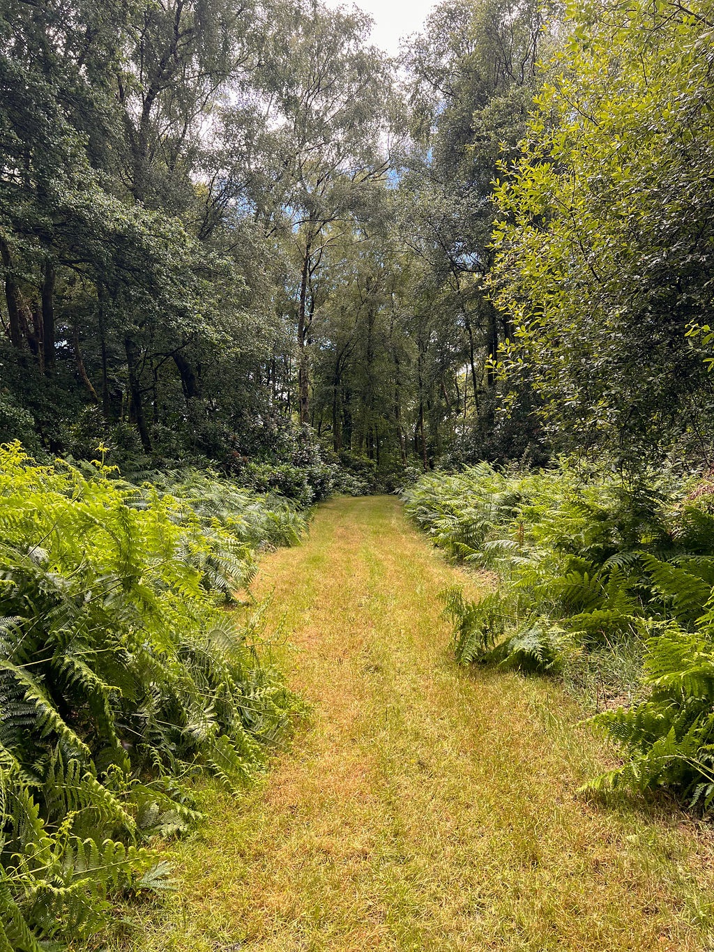 Hillfort Woodland Weddings-Image-6