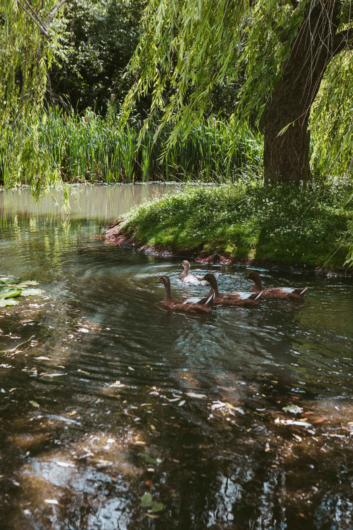 Gallery Item 44 for Silchester Farm