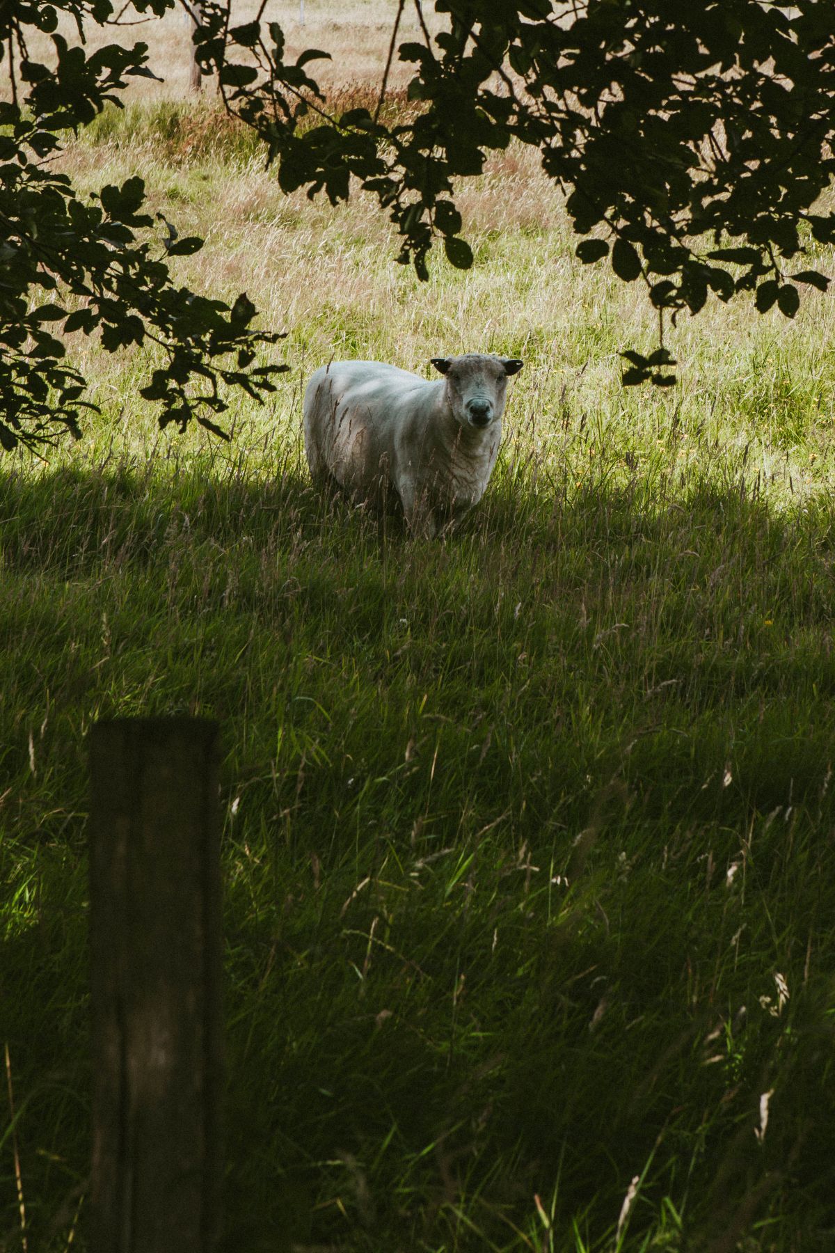 Gallery Item 45 for Silchester Farm