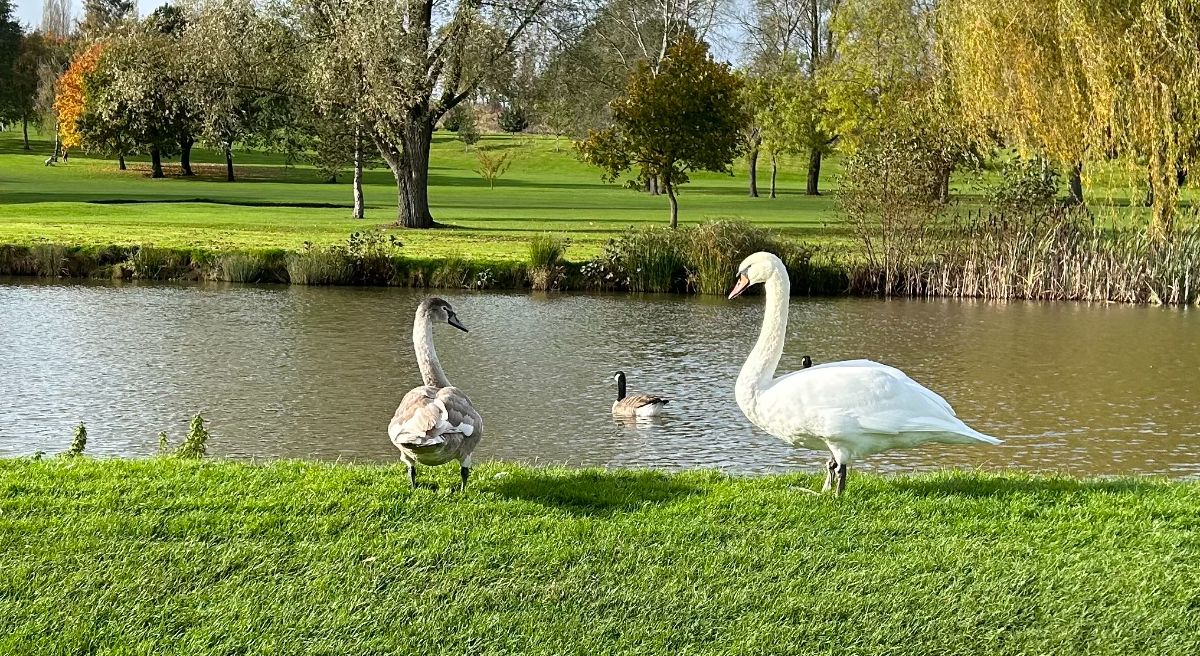 HINCKLEY GOLF CLUB-Image-9