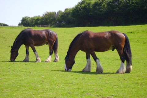 Gallery Item 49 for Blackstock Country Estate