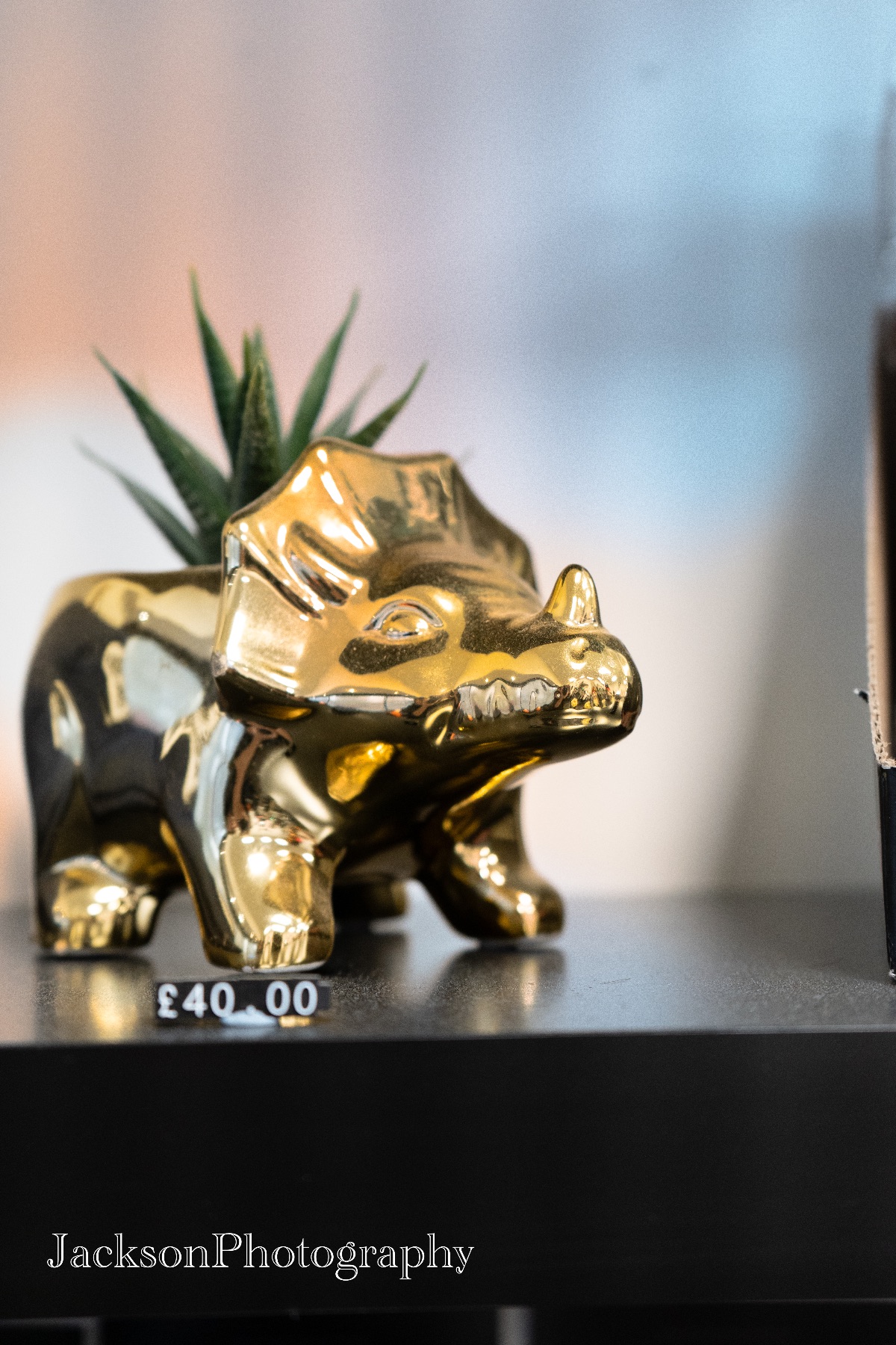 Jackson Photography-Image-26