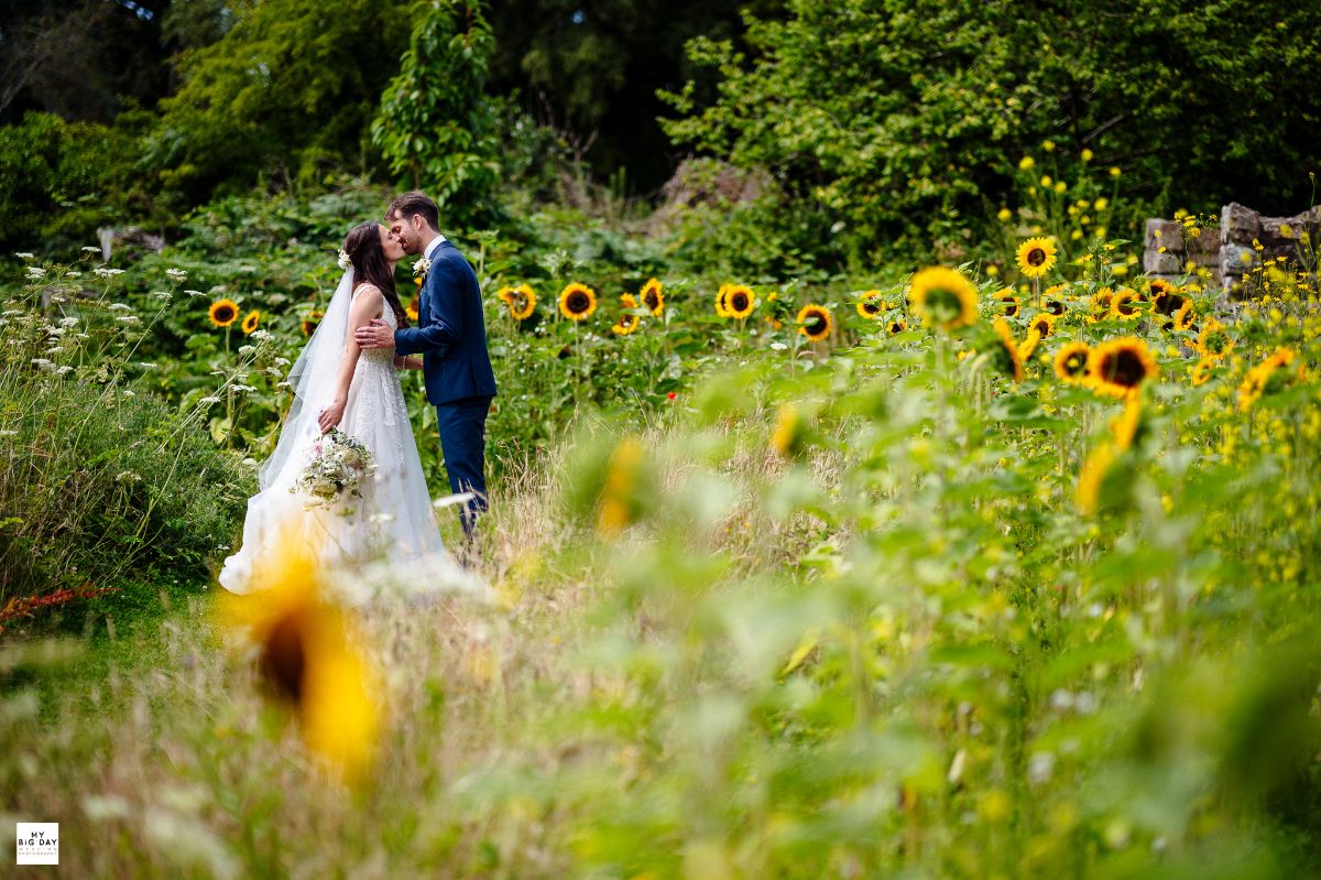 sunflowers gower