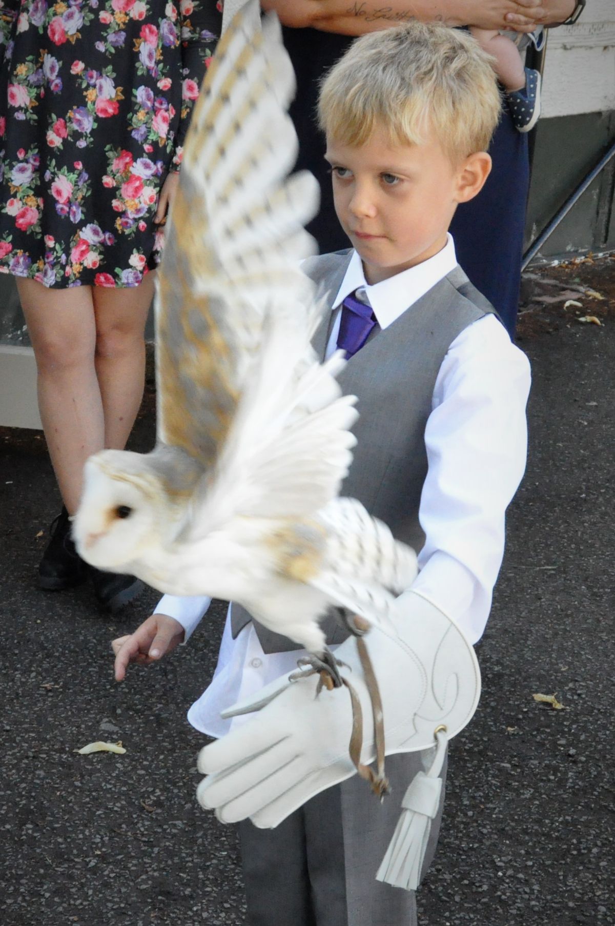 My 7 year old son flying Luna barn owl.. From Wings & Things Crewe...