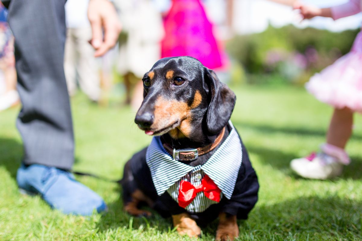 WOOF! Circus theme wedding at Sheene Mill. Bringing out the colour