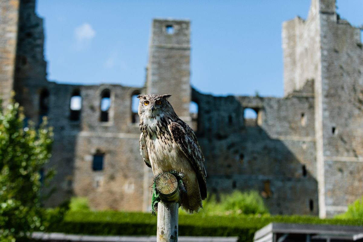 Falconry show to entertain your guests