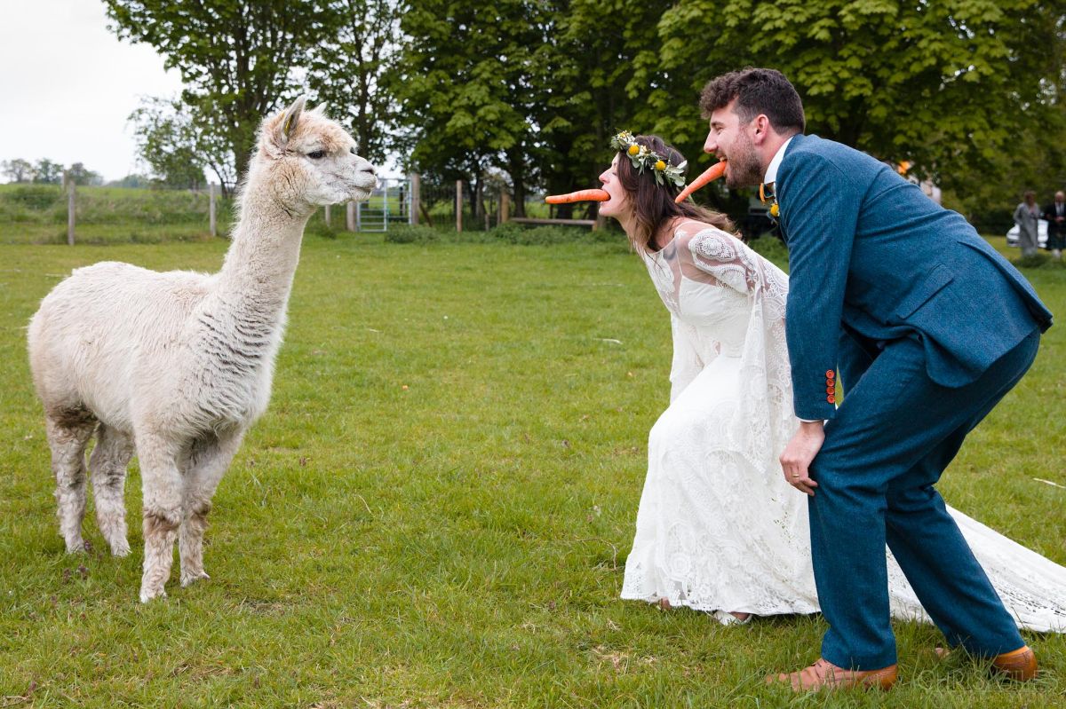 Alpacas are always part of every wedding at College Farm!