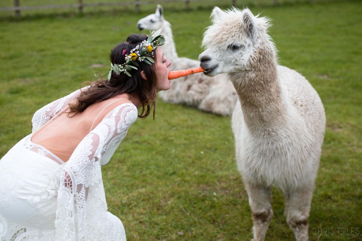 Feeding alpacas is an important part of the day.
