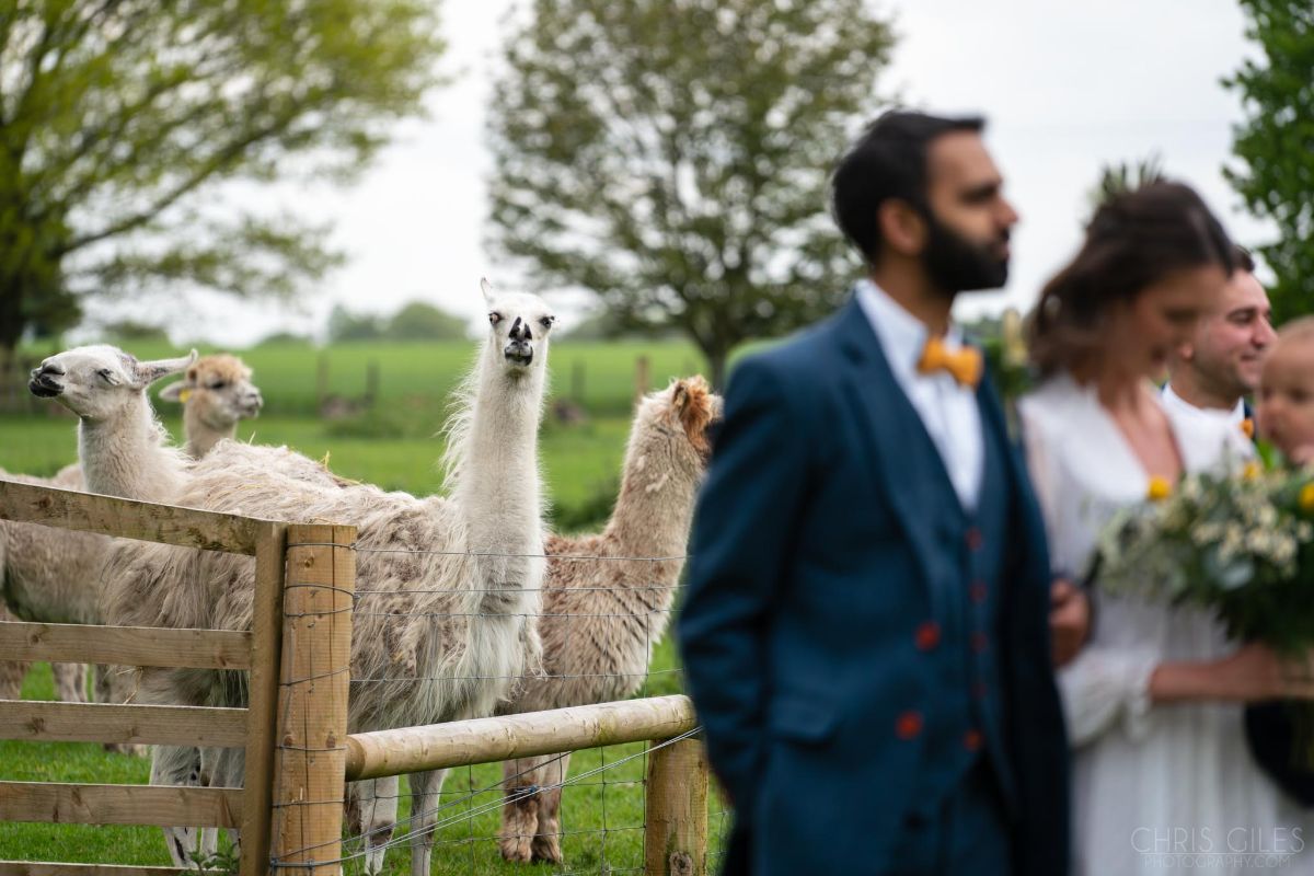 Waiting with our resident llamas & alpacas for the festivities to begin