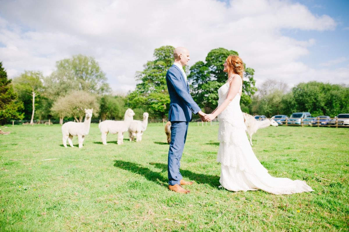 Married in a field of llamas & alpacas 