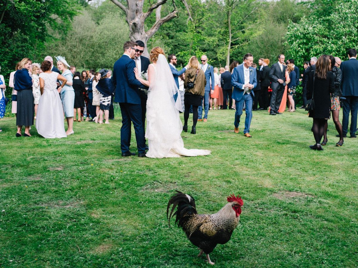 Nigel the cockerel joining in with the celebrations