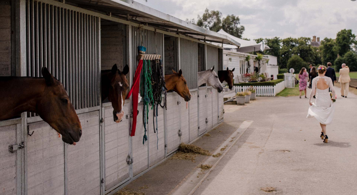 Horses and Guests