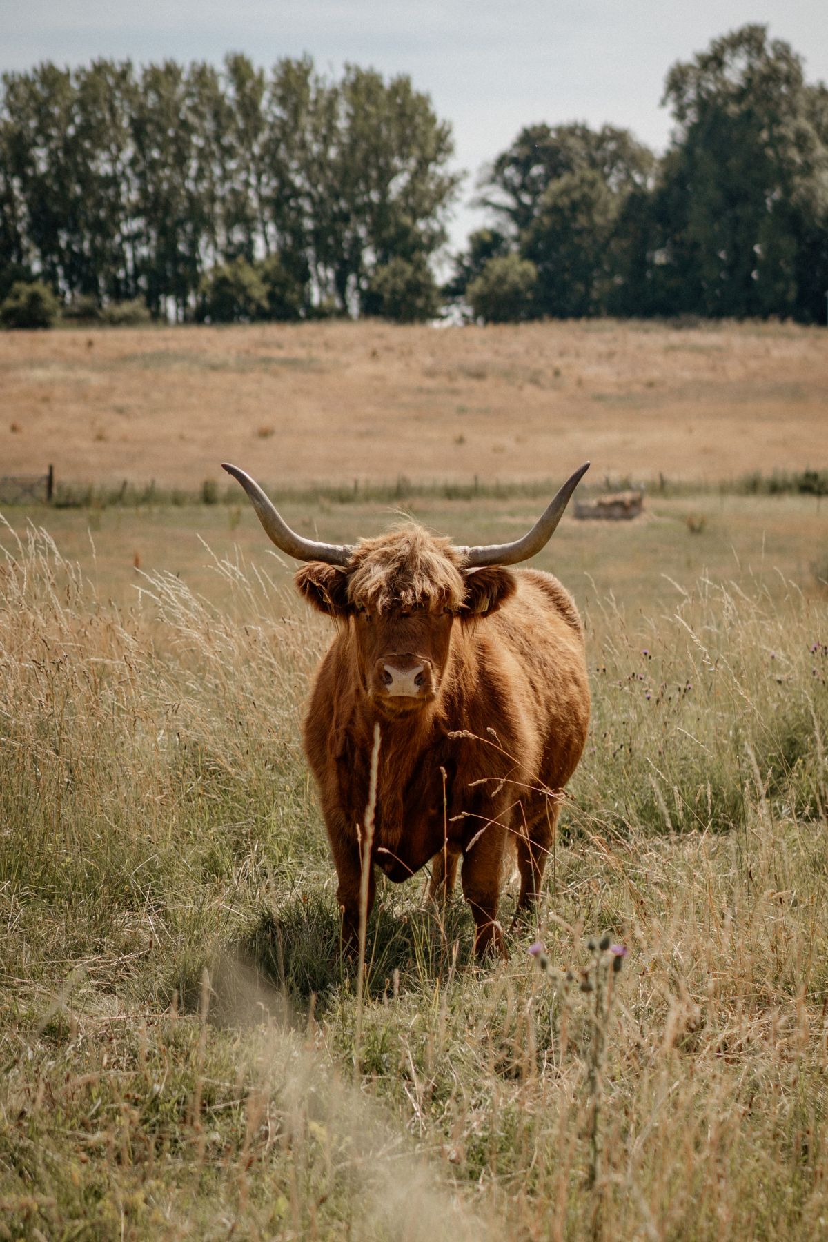 Bumping into one of our inquisitive Highland Cattle