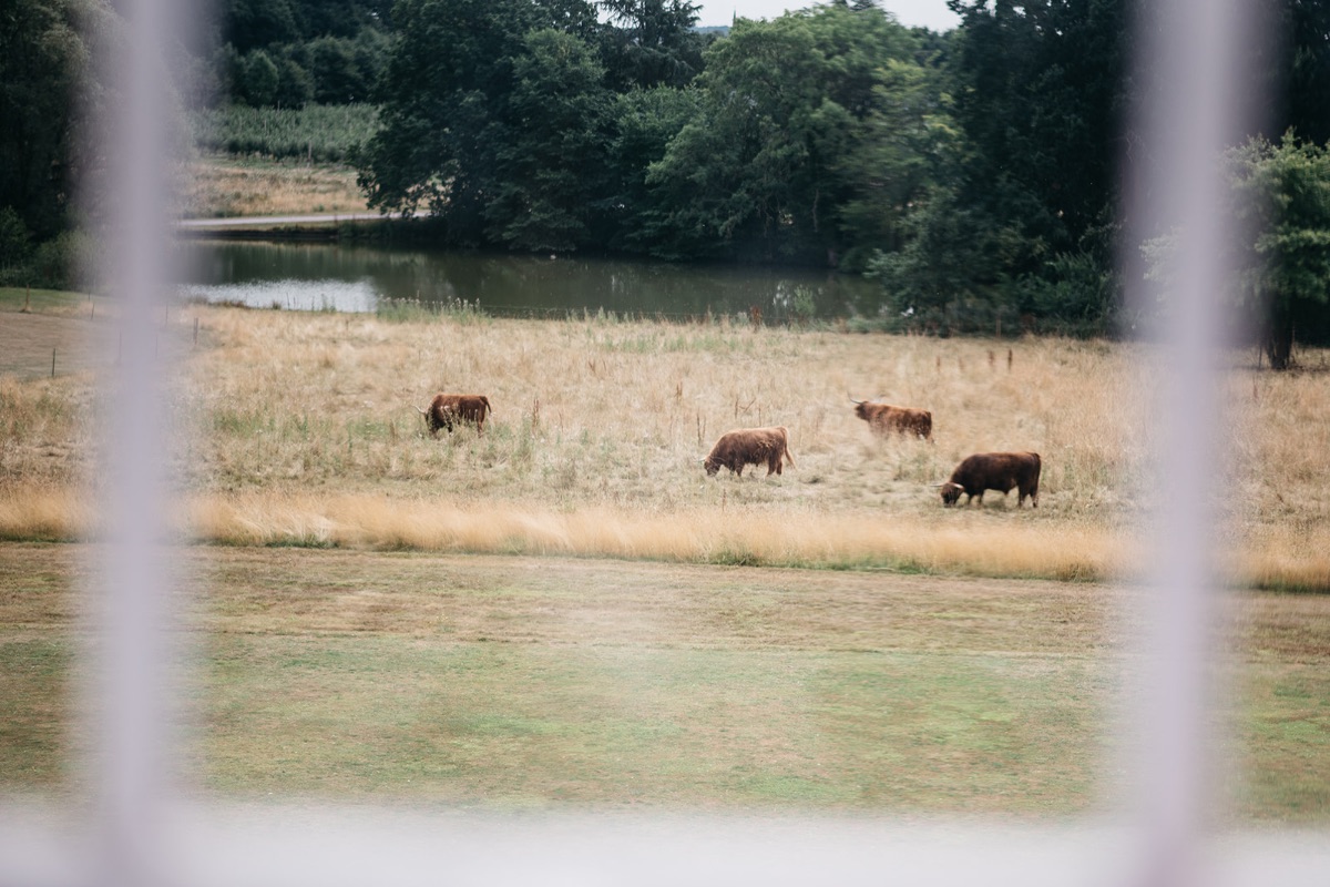 Our highland cows getting involved 
