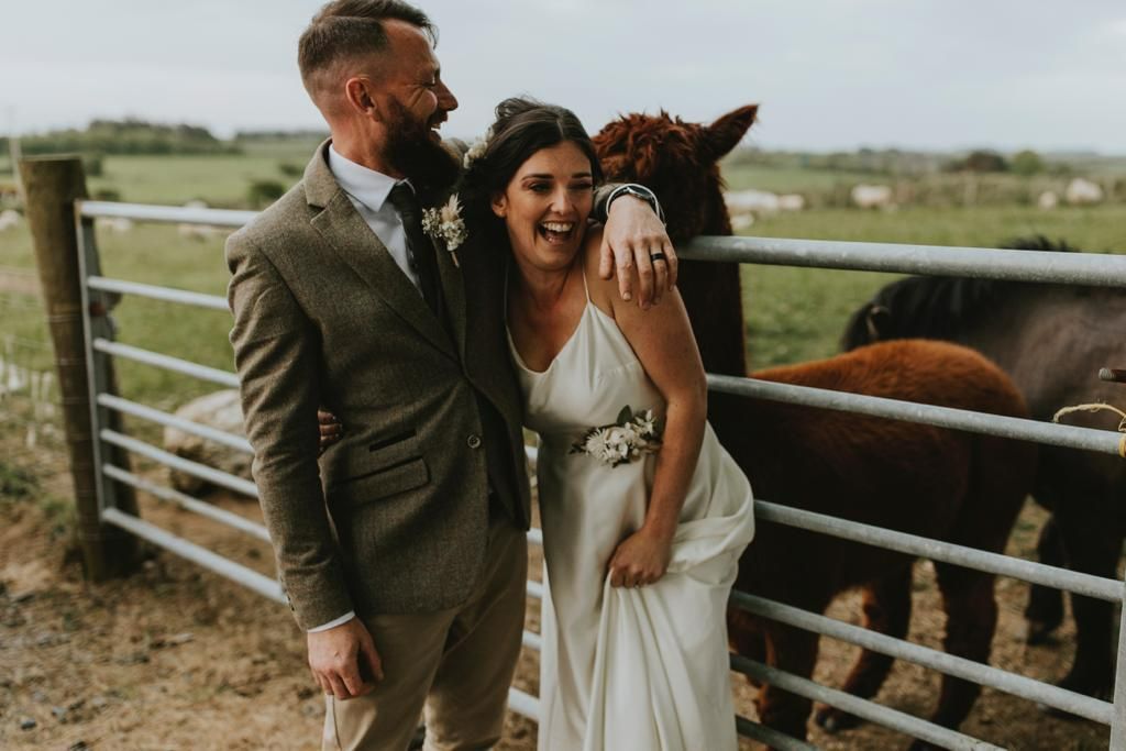 Alpaca at a wedding
