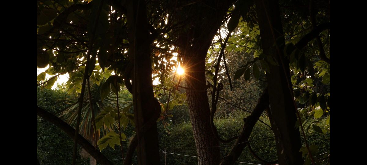 Sunset behind the trees