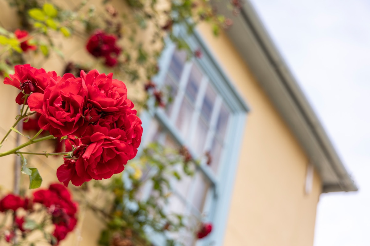 Some of the beautiful roses in the gardens
