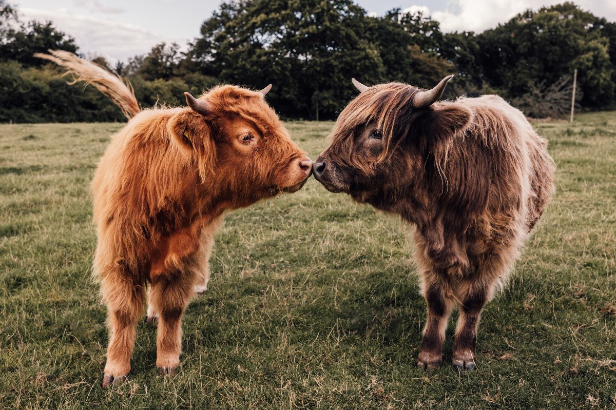 Our Highlands girls! 
