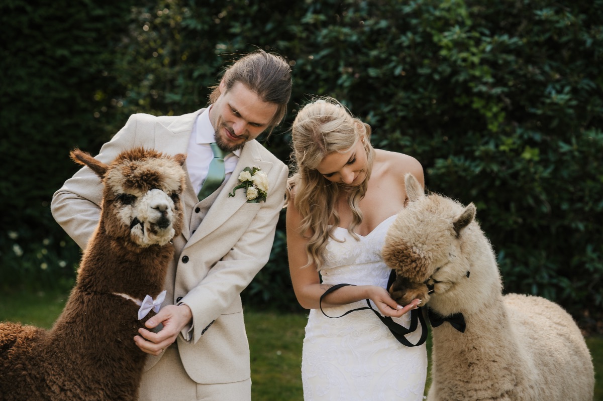 Bride and groom having some special time with the Alpacas that they adore.