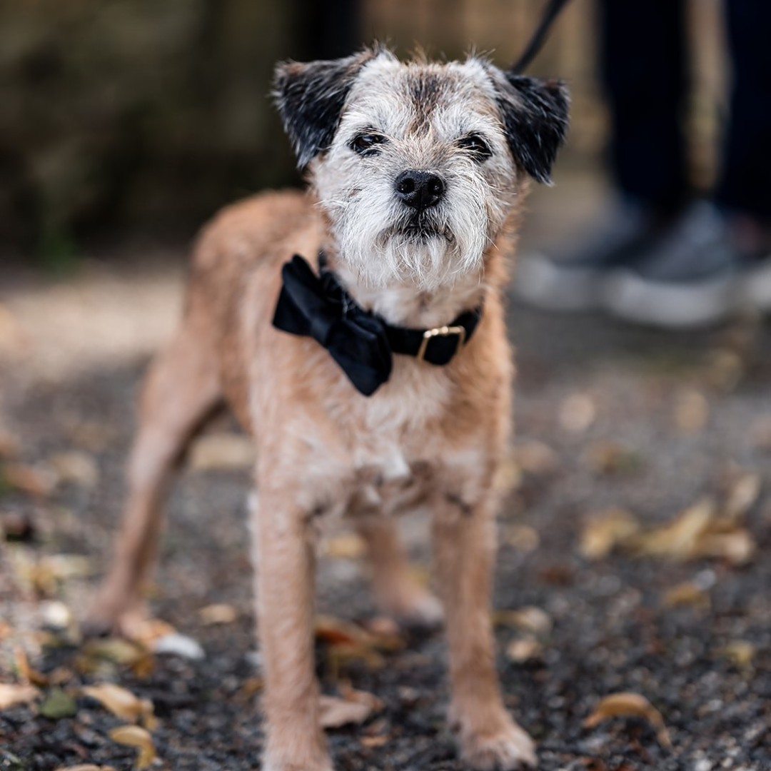 Real Wedding Image for Lottie